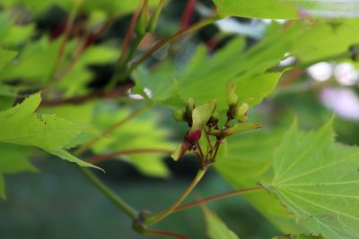 Acer japonicum 'Aureum' - javor japonský - nažky